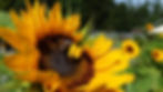 SchnittBlumenfeld 8044, Sonnenblumen, Dahlien, Gladiolen, Tulpen und vieles mehr
