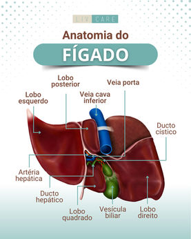 Anatomia do fígado