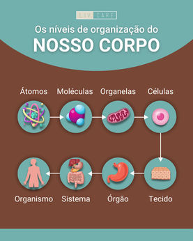 Os níveis de organização do nosso corpo