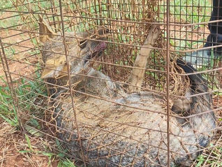No mesmo dia, agentes do IAT resgatam e devolvem cachorro-do-mato à natureza