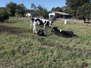 Paraná registrou crescimento na bovinocultura de corte e de leite em 2024