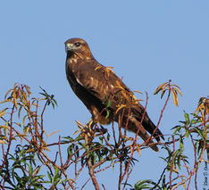 Common Buzzard2.jpg
