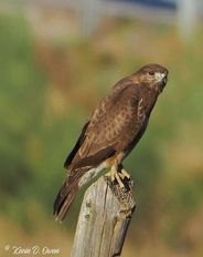 Common Buzzard.jpg