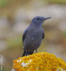 Blue Rock-Bunting.jpg