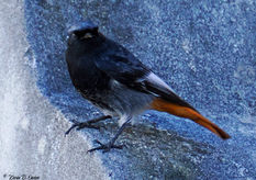 Black Redstart2.jpg