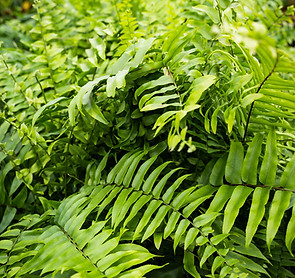 54406FNMC_6IN FERN MACHO.jpg