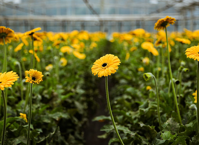 Busch Flower Farm
