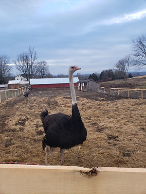 ostrich.jpeg
