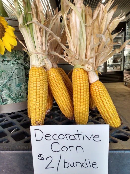 Decorative Corn Ears