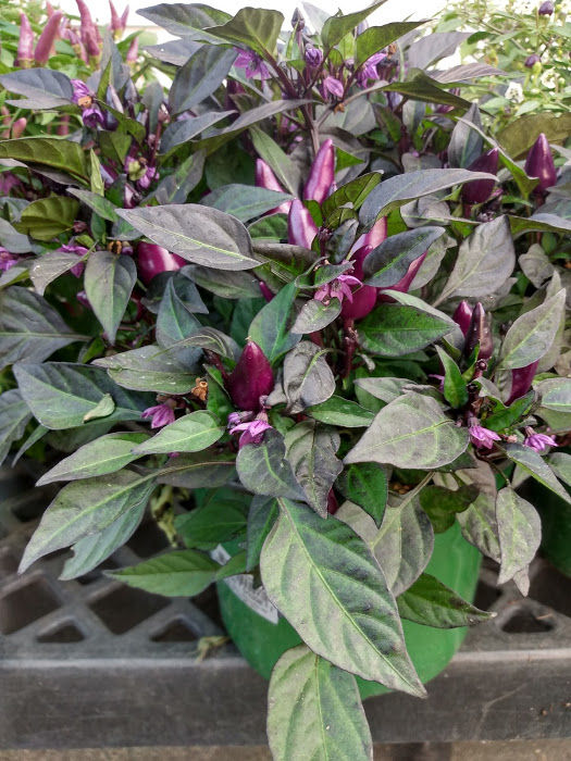 Thumbnail: Ornamental Peppers 8"