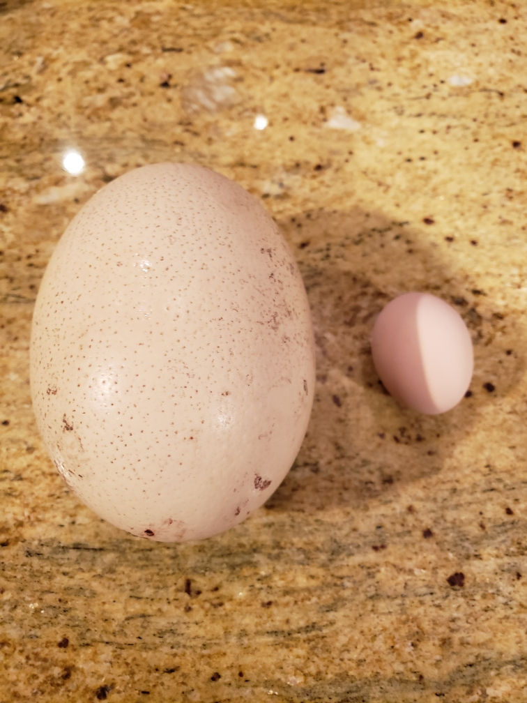 Mohican Farm Ostrich Eggs