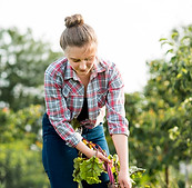 farmer-pulling-plant-from-field.jpg