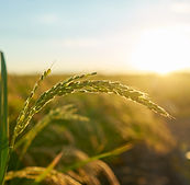detail-rice-plant-sunset-valencia-with-plantation-out-focus-rice-grains-plant-seed.jpg