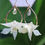 Thumbnail: Rutilated Quartz Orchid Teardrops