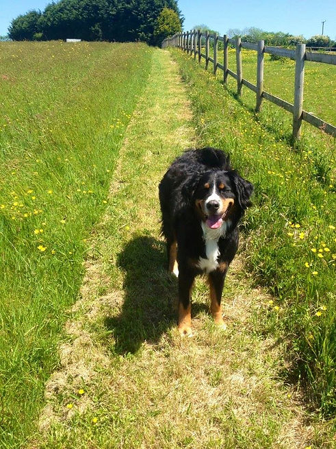 Dog 1.jpg