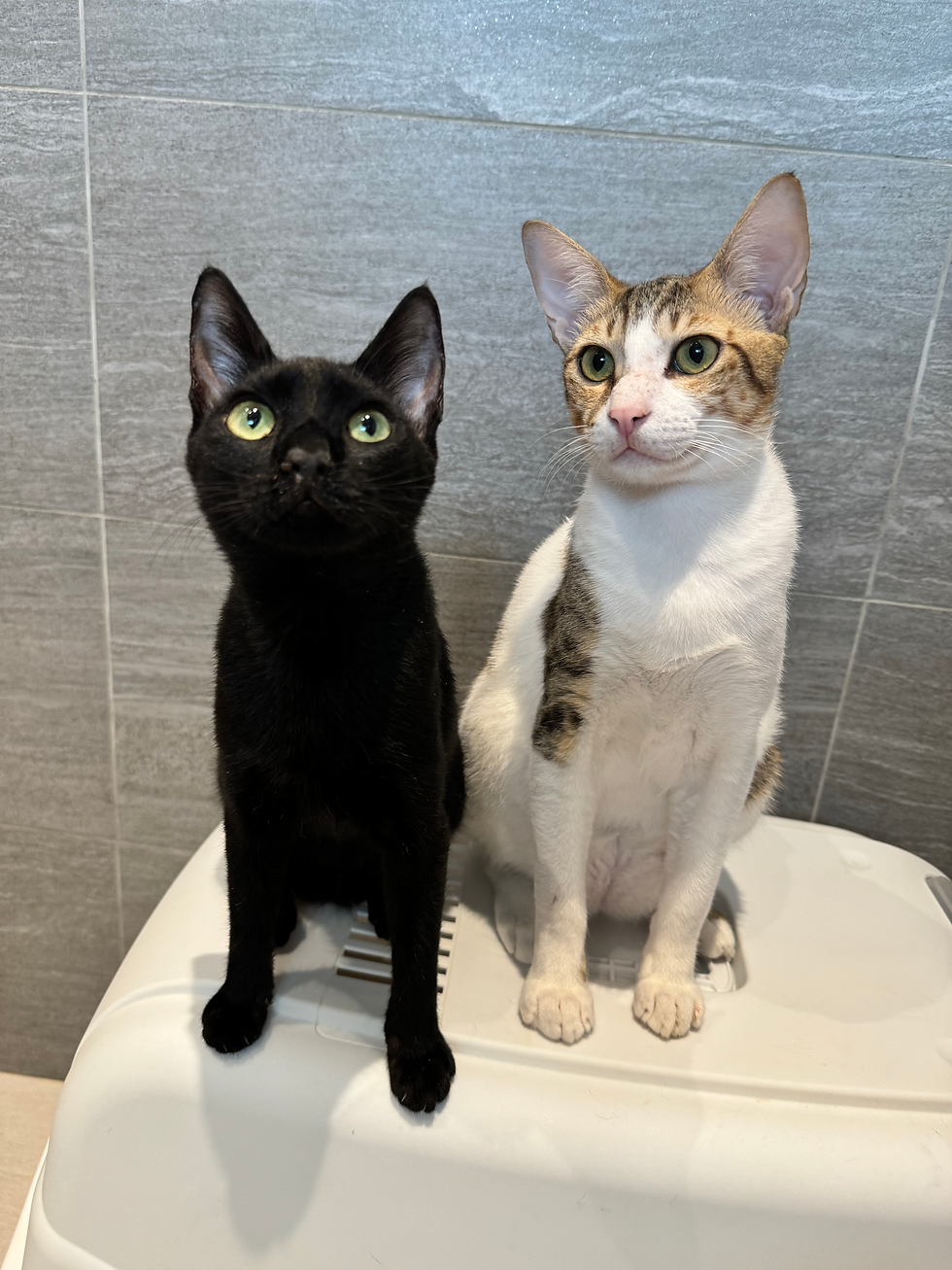 Two cats in quarantine in a bathroom