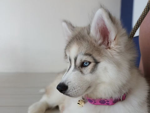 น้องหมามา อาบน้ำ ตรวจสุขภาพ