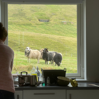 Gezelschap van schapen tijdens de afwas