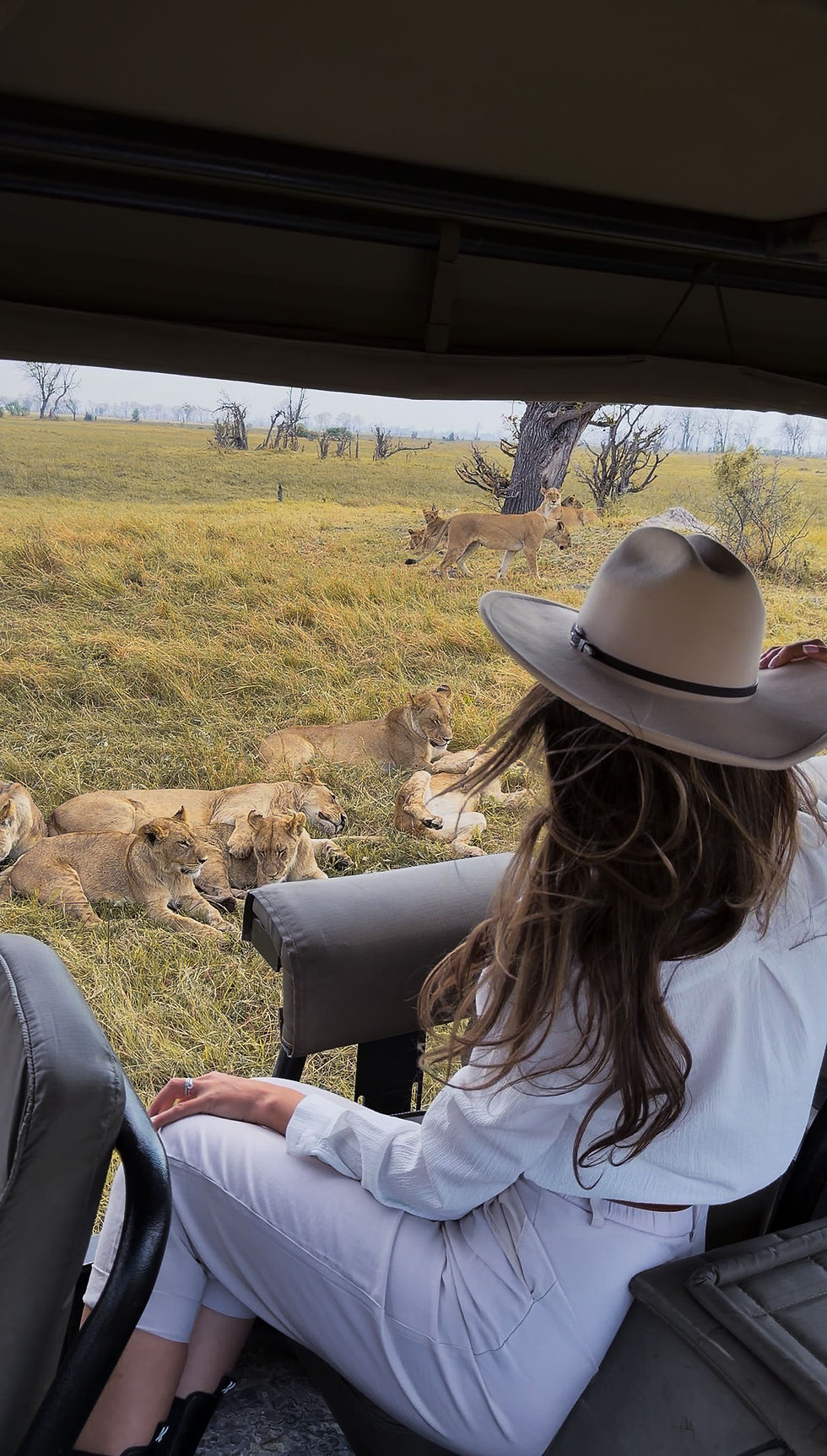 A person in a safari vehicle, wearing a hat, watches a pride of lions resting on golden grasslands. Trees dot the landscape.