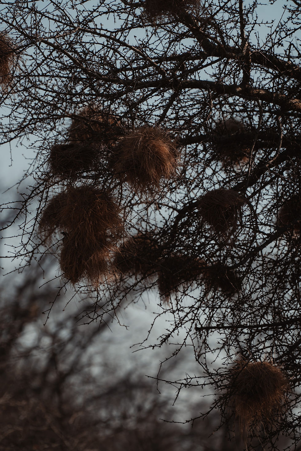 Bird nests on bare tree branches against a pale blue sky. The scene has a calm, natural atmosphere with intricate, twiggy patterns.