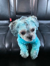 Chi Blue