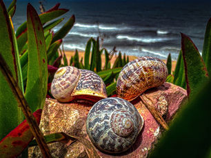 Capturing Nature's Splendor: Using what nature provides to Create Artistic Photography