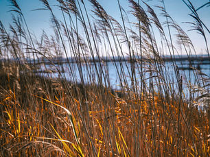 The Power of Acceptance and Letting Go: Healing the Mind, Body, and Soul