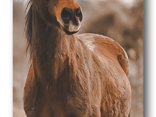 Horses: elegance in motion