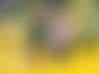 What I Wish I'd Known Before Moving Off-Grid in Rural Portugal