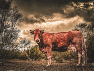 Why Ethical Meat and Local Veg Are Key to a Healthier Body, a Sustainable Planet, and Better Mental Health