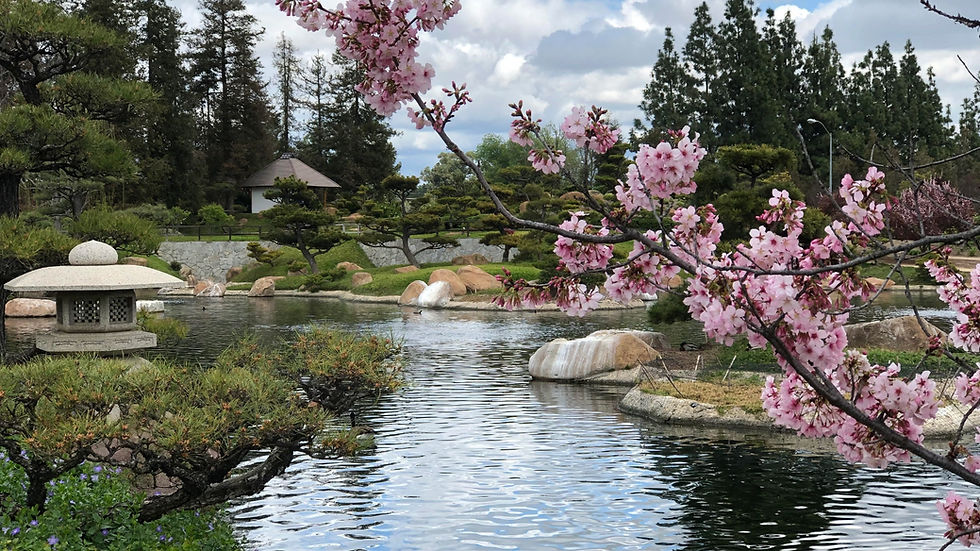 Cherry Blossums at the Japanese Garden in Los Angeles during April in Spring.