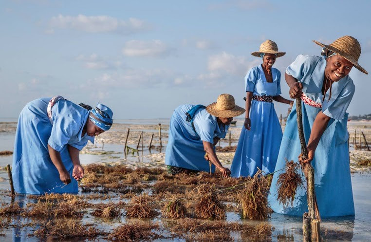 sea moss farming in zanzibar
