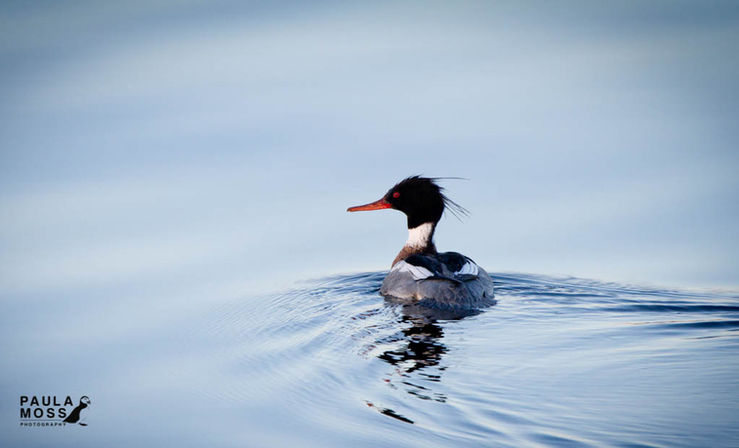 shetland-birds