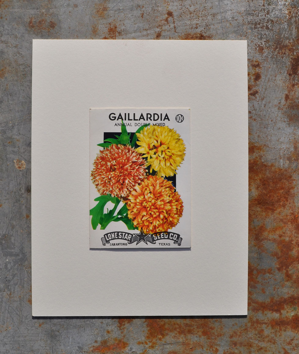 VINTAGE GAILLARDIA SEED PACKET