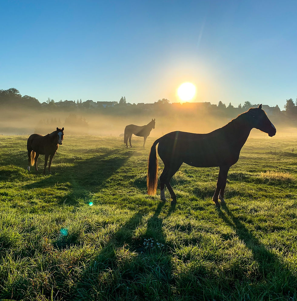 Thumbnail: Avventura Cowboy