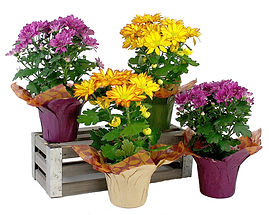 4in Mum-PCA-4-4.jpg