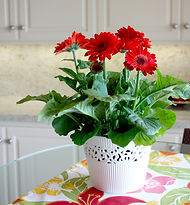 Gerbera ceramic.jpg