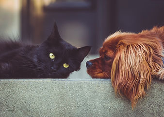 dog-2606759_1920 (konstenfrei von Pixabay).jpg