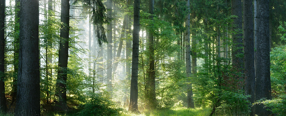 wald.jpg