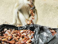 Zone 5 - Malaysia, SSSGC Negeri Sembilan Feeds the Monkeys