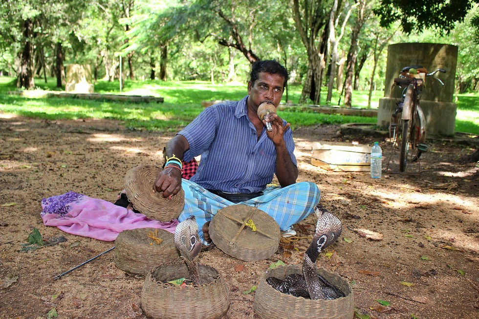charmeur de serpent sri lanka