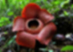 fleur géante insolite