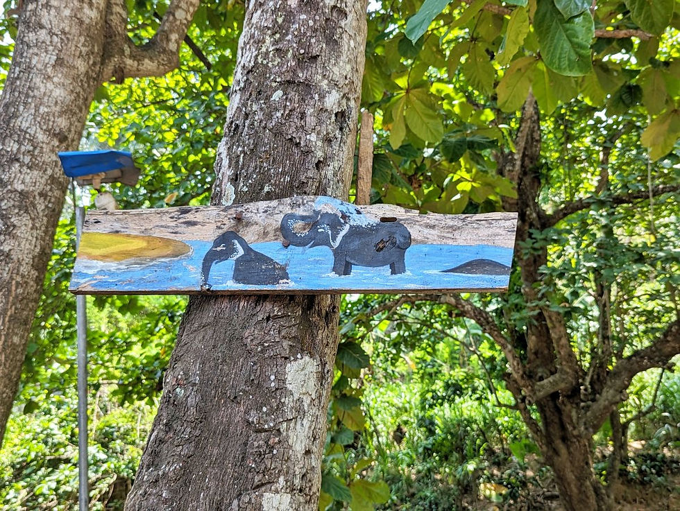 se baigner avec les éléphants sri lanka