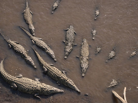 Pont des crocodiles de Tárcoles au Costa Rica : voir les crocodiles géants du Río Tárcoles
