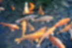 Poissons water palace bali