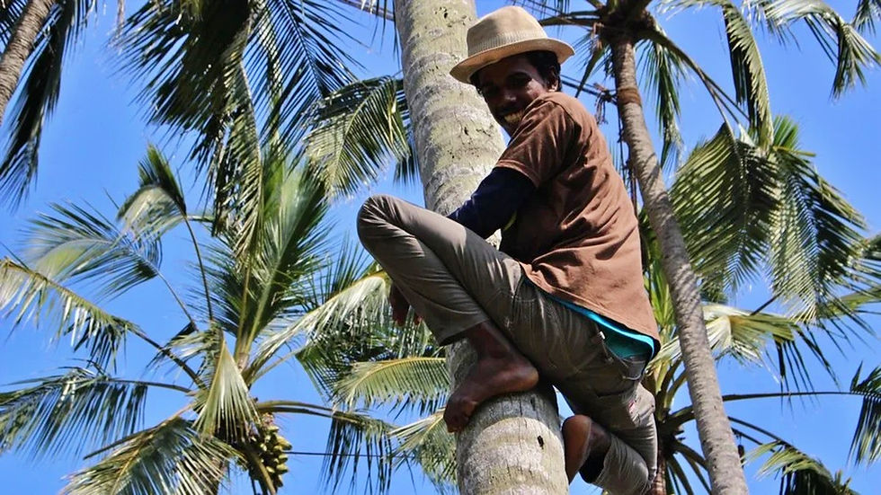 Negombo nectar de palme