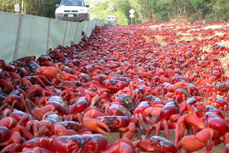 La migration des crabes rouges, Australie