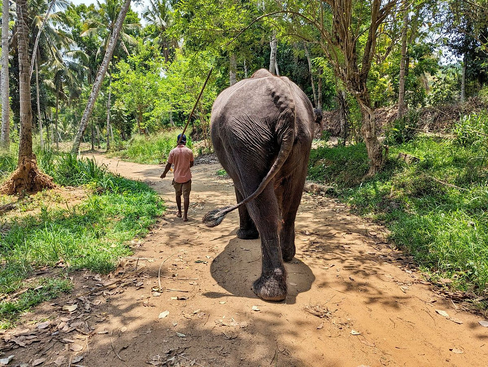 Millennium Elephant Foundation
