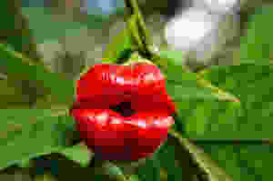 fleur aux lèvres rouges
