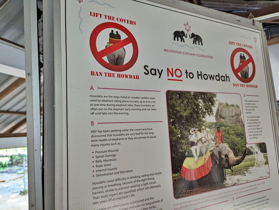 Balade dos éléphant howdah maltraitance